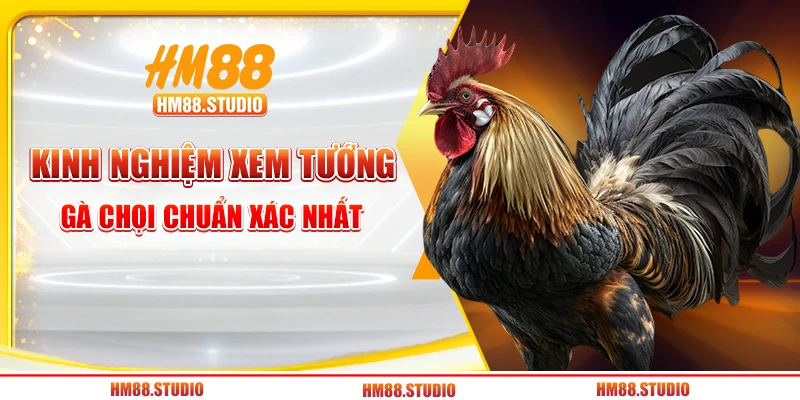 Kinh nghiệm xem tướng gà chọi chuẩn xác nhất